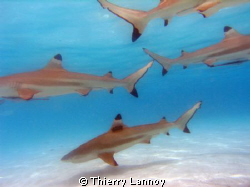 Black tip sharks galore !! by Thierry Lannoy 